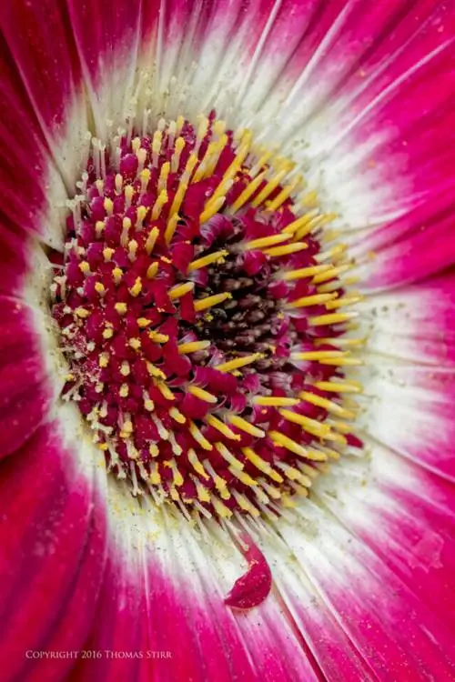 цветы вблизи 11