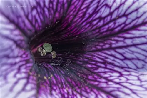 цветы вблизи 12