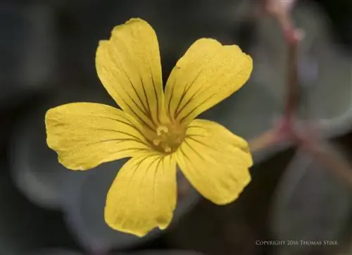 цветы вблизи 2