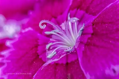 цветы вблизи 5