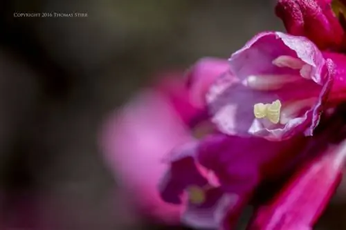 цветы вблизи 7