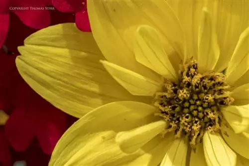 цветы вблизи 8