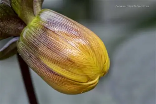 цветы вблизи 9