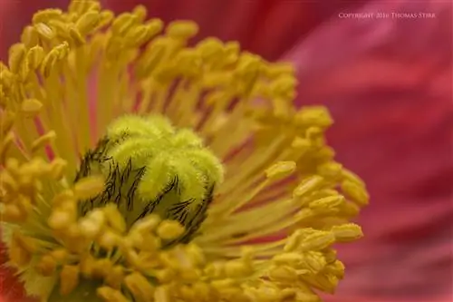 Цветы вблизи и лично
