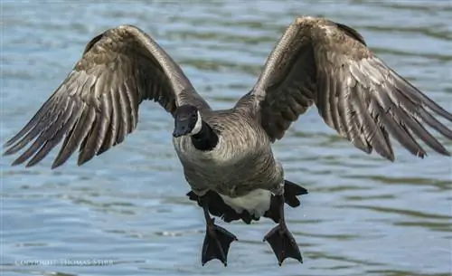 мать-природа 1