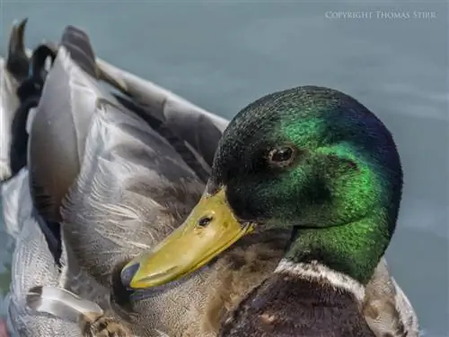 мать-природа 2