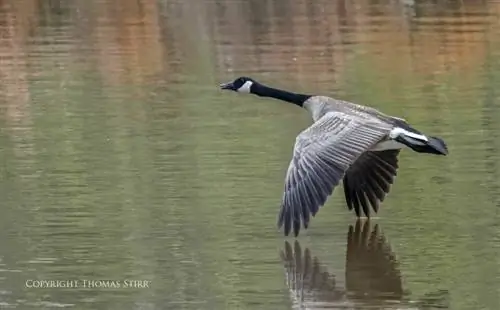 мать-природа 7