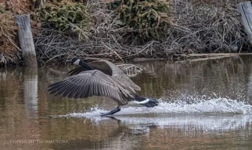 мать-природа 4