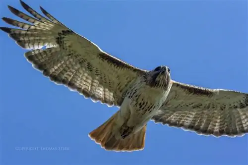 Мать-природа 6