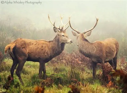 В компании оленей