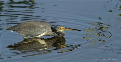 кубинская цапля 12