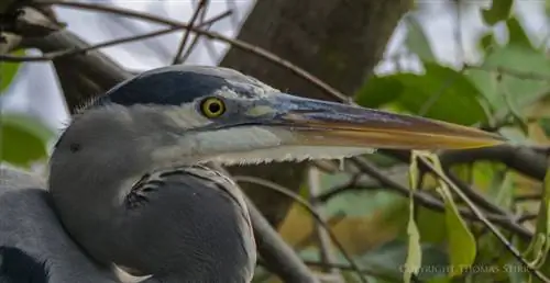 Кубинская цапля 4