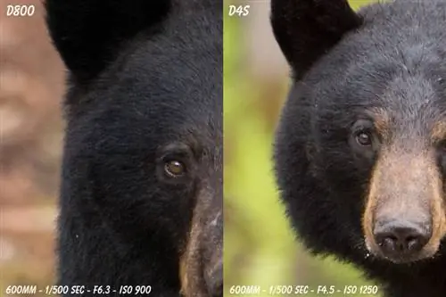 D4s против образца D800