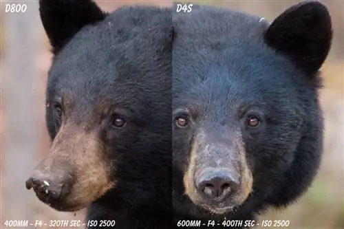 D4s против образца D800