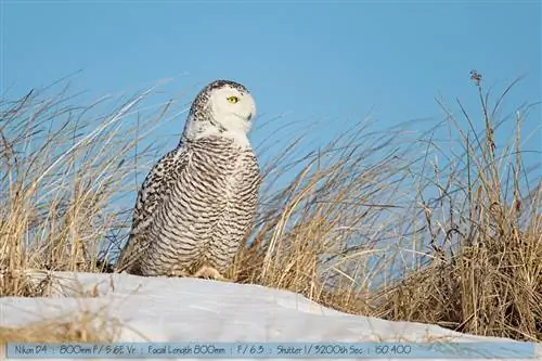 Nikon D4s и объектив 800mm f/5.6E в полевых условиях