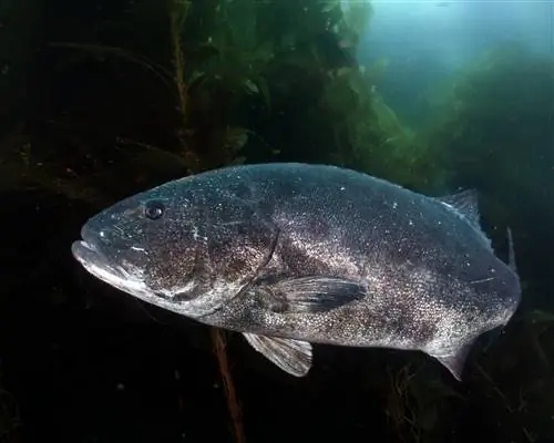 Редактирование подводной фотографии гигантского черноморского окуня в лесу из водорослей.