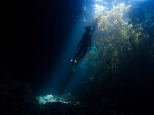 подводный фотограф, плавающий в водорослях