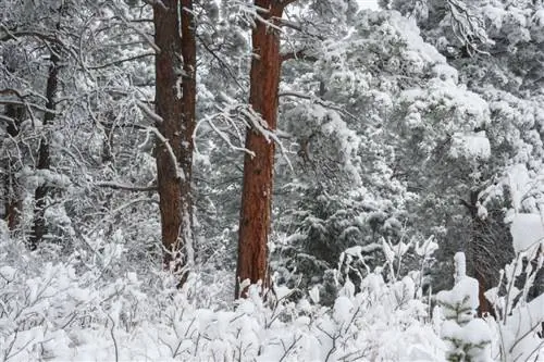 Неподвижный лесной пейзаж