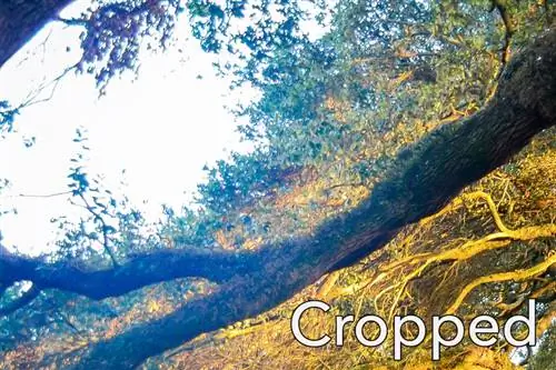 Обрезать нерезкую фотографию