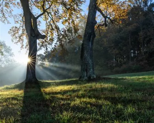 Эффект Ортона