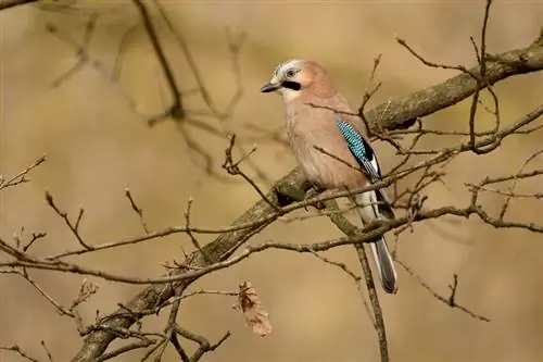Евразийская сойка_Чехия_01