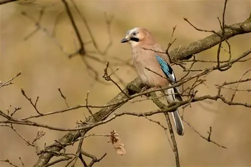 Год после перехода на беззеркалку