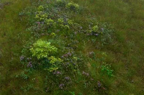 Nikon Z9_01_Полное разрешение Кроп