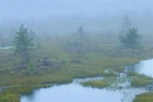 Nikon Z9_02_Полное разрешение Кроп