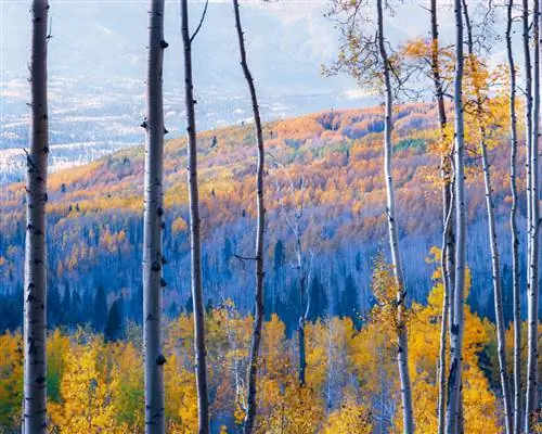 8x10 пленочных осенних цветов осины Crested Butte