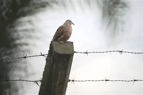 Проблемы фотографии птиц в Сан-Паулу, Бразилия