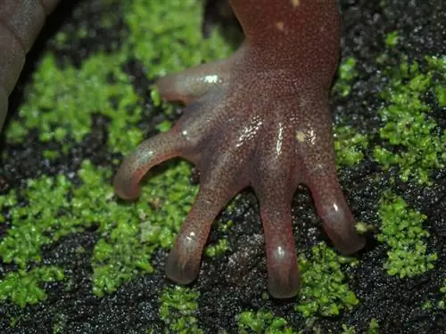 ЦИФРОВАЯ КАМЕРА OLYMPUS