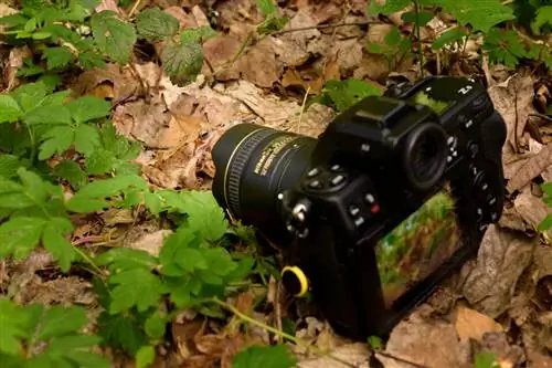 Стреляющая лягушка_Чехия__DSC3775-NEF