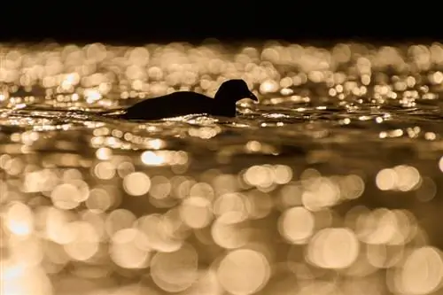 Евразийская лысуха_Чехия__LVP0518-NEF