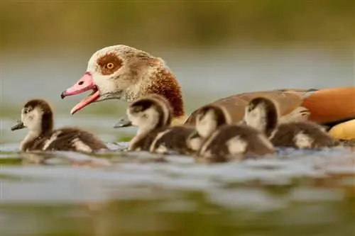 Египетский гусь_Чехия__LVP5621-NEF