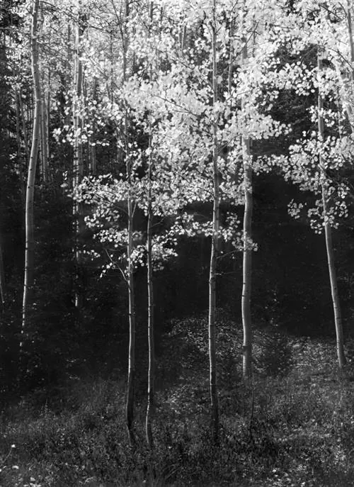 11x14 Пейзажная фотография Осины