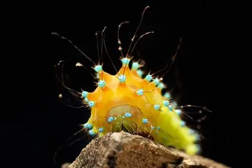 гигантский павлиний мотылек