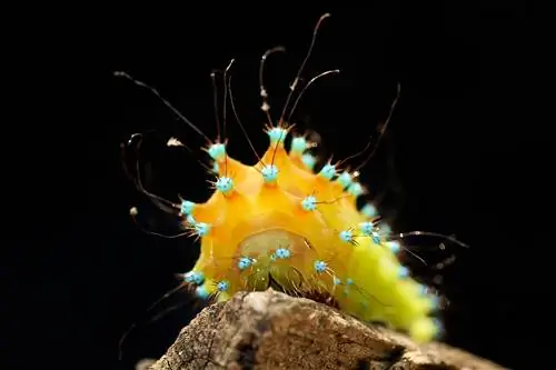 Новости фотографии: слухи об искусстве Sigma, новая прошивка Nikon Z9