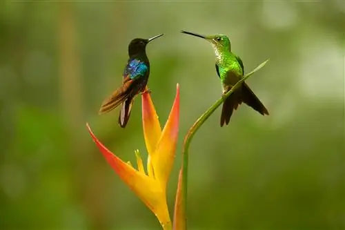 Новости фотографии: прошивка объектива Nikon, продажи Sony