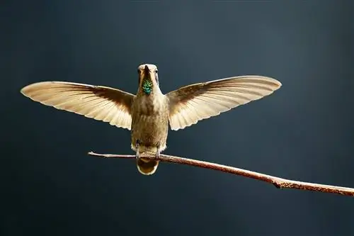 Новости фотографии: распродажа объективов Nikon и пленочной камеры Leica 35 мм