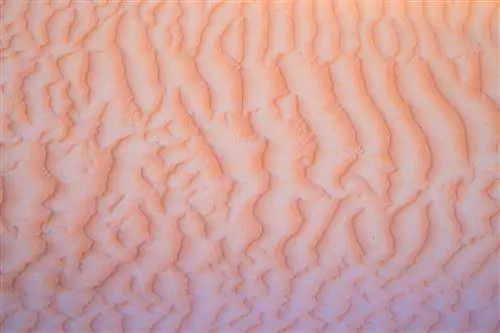 Новости фотографии: новые беззеркальные объективы, большая распродажа Canon