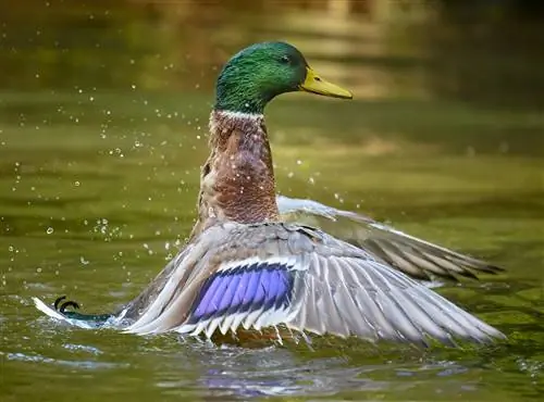 Новости фотографии: Прошивка Nikon Z9 & Распродажа Nikon в Европе