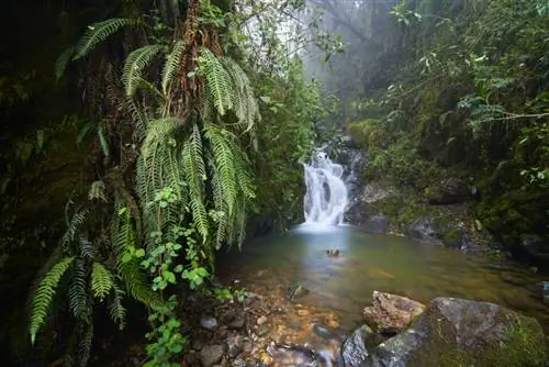 Облачный лес_Колумбия