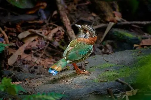 Новости фотографии: новые 35-мм объективы и камеры Canon, по слухам