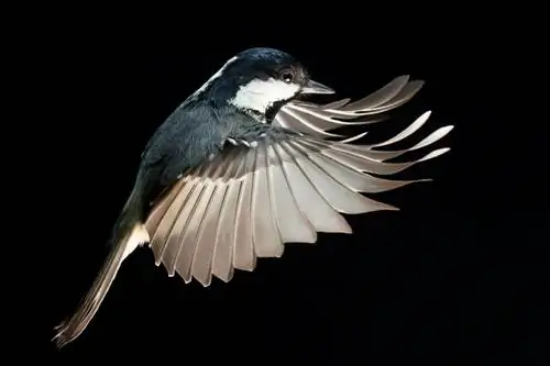 Угольная синица_Flash