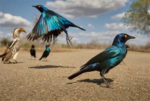 Новости фотографии: камера Panasonic DC-S5 II, по слухам, объективы Sigma