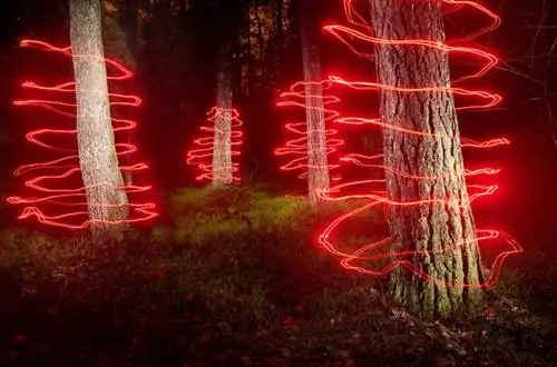 Волшебный лес