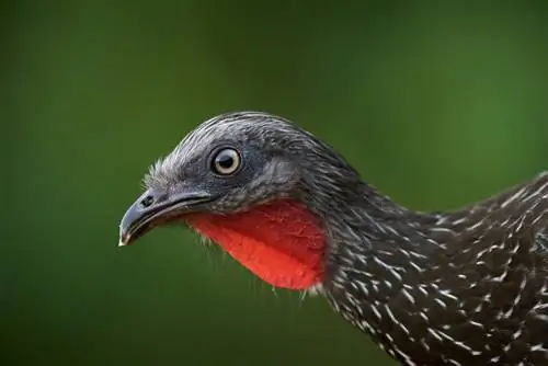 Полосатохвостый Гуань