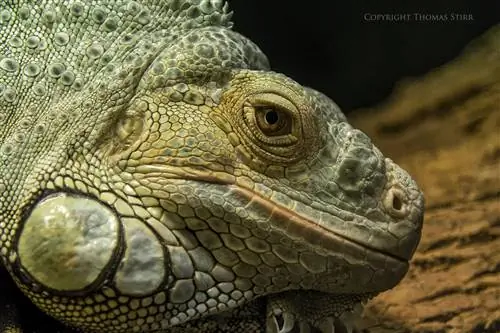 Примеры изображений с 1 Nikon 10-100mm f/4-5.6