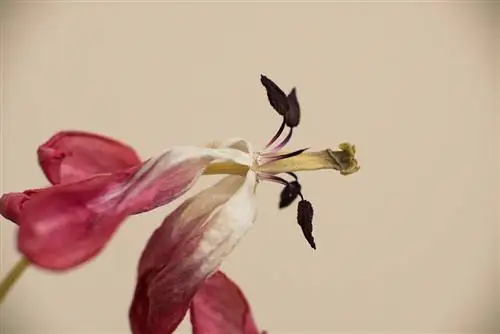 Автоматическая удлинительная трубка Vello для Nikon