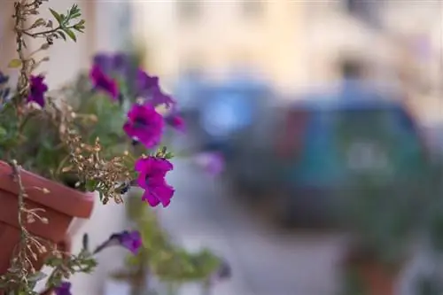 17. Цветок на улице 17. Цветок на улице